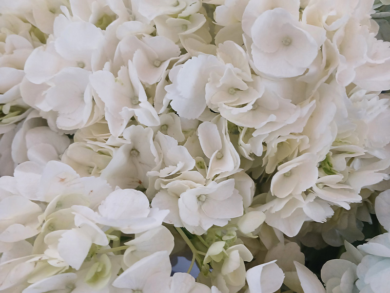 Wedding Events Flowers