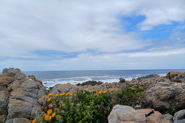 Cape Peninsula Tour